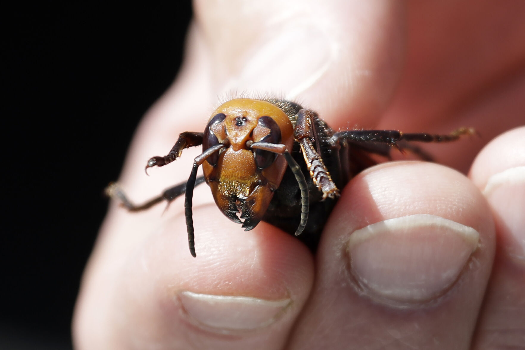 Murder hornet
